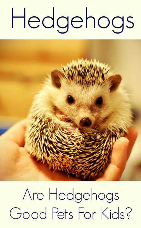 Does your child want a pet hedgehog? Come find out if hedgehog make good pets for kids! Good Pets For Kids, Best Pets For Kids, Pets For Kids, Pet Hedgehog, Low Maintenance Pets, Getting A Kitten, Easy Pets, Hedgehog Pet, Small Turtles