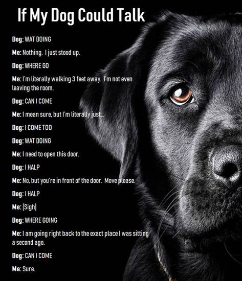 Labrador Retriever Quotes, Labrador Quotes, Dog Sayings, Dog Poems, Black Labrador Dog, Dog Quotes Love, Dog Heaven, Helpful Things, Black Labrador Retriever