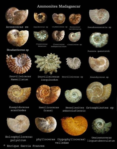 Ammonite Facts About China, About China, Fossil Bones, Rocks And Fossils, Ocean Treasures, Shell Collection, Ammonite Fossil, Crazy Things, Dinosaur Fossils