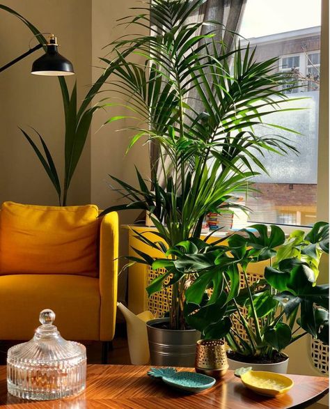 The Kentia palm is perfect for adding lush greenery with some height to an area in your home. This plant is hardy and doesn't require a lot of attention to thrive. Here's more on how to grow the Kentia palm. Plants Monstera, Kentia Palm, Home Plants, Indoor Tree, Jungle Vibes, Tiny White Flowers, Colonial Design, Hanging Plants Indoor, Indoor Jungle