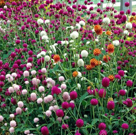 Globe Amaranth Flower, Gomphrena Globosa, Amaranth Flower, Garden Tool Holder, Hollyhocks Flowers, Globe Amaranth, 70 Degrees, Cut Flower Garden, Round Flower