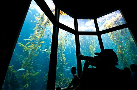 I shot this at the Monteray Bay Aquarium. Monterey Bay California, Cannery Row, Nature Aquarium, Monterey Bay Aquarium, Monterey California, Senior Trip, Monterey Ca, Visit California, Monterey Bay