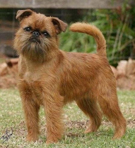 14 Interesting Facts About Brussels Griffons That You Probably Didn`t Know | Page 2 of 3 | PetPress Griffin Dog, Brussels Griffin, Brussels Griffon Puppies, Brussel Griffon, Brussels Griffons, Griffon Bruxellois, Griffon Dog, Every Dog Breed, Akc Breeds