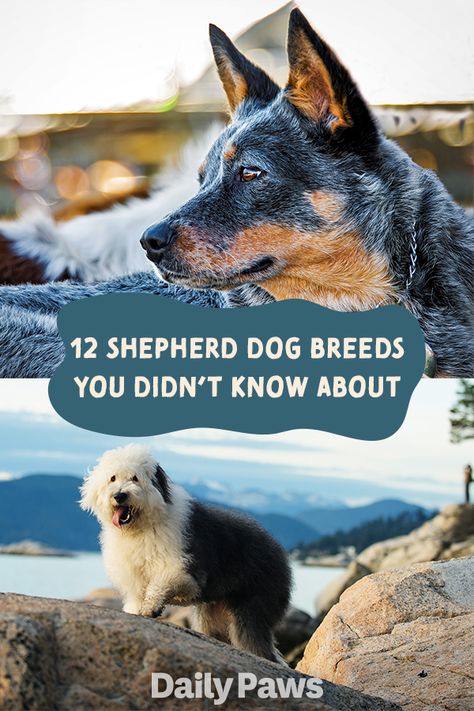 From the australian shepherd to the belgian malinoise, learn everything you need to know about these 12 herding dog breeds. #breeds #petbreeds #breedroundup #catbreeds #kittenbreeds #dogbreeds #bestcatbreeds #bestdogbreeds Herding Dogs Breeds, Best Cat Breeds, Kitten Breeds, Miniature American Shepherd, Belgian Sheepdog, American Shepherd, Shepherd Dog Breeds, Cattle Dogs, Belgian Shepherd