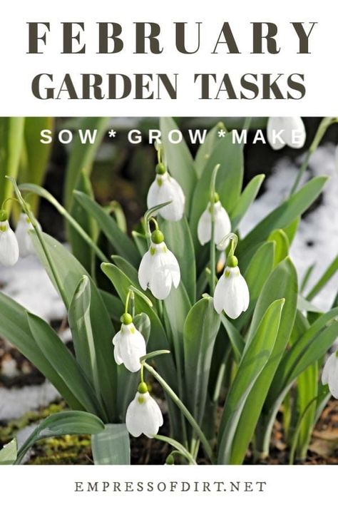 What to make and grow in February for year-round gardeners in a cold climate. #wintergardentasks #gardenideas #empressofdirt Overwintering Geraniums, Martha Washington Geranium, Growing Geraniums, Cold Climate Gardening, Garden Checklist, Potted Geraniums, Garden Prepping, Spring Equinox, Garden Journal