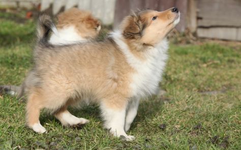 Rough Collie Puppy, Heritage Chickens, Collie Breeds, Scotch Collie, Collie Puppies, Rough Collie, Getting A Puppy, Companion Dog, Rare Breed