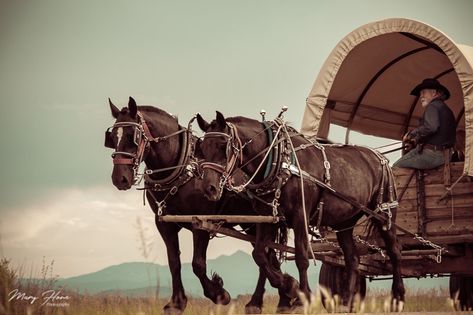 Horse Drawn Cart, Unpredictable Life, Painting Prompts, Horse And Wagon, Horse Transport, Horse Figures, Life Is Unpredictable, Wagon Trails, Old Western Towns