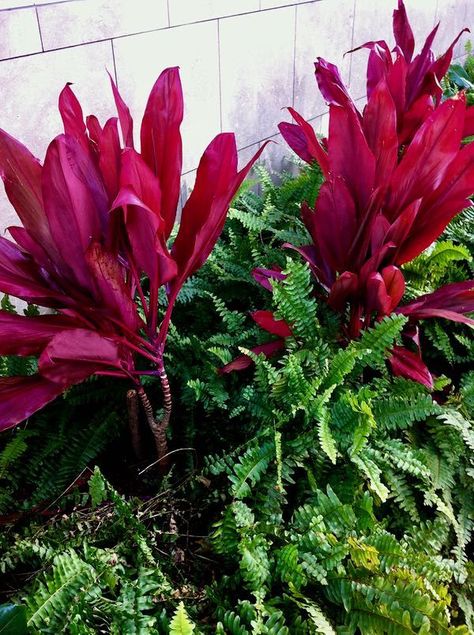 Cordyle fruticosa 'Red Sister' | | Online Flower Garden - Red Sister Plant, Ti Plant, Red Plants, Air Purifying Plants, Top Soil, Traditional Medicine, Tiny Flowers, Perennial Plants, Red Berries