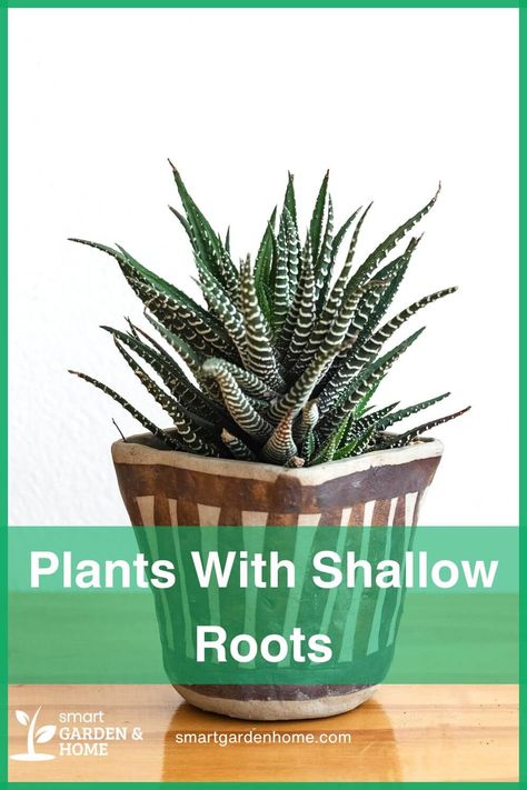 Discover the best plants with shallow roots for your garden!

Say hello to low-maintenance gardening and vibrant blooms all year round.

Check out our top picks now! Composting Methods, Houseplant Care, Easy Gardening, Zebra Plant, Small Cactus, Garden Compost, Best Plants, Planting Hydrangeas, Grow Plants