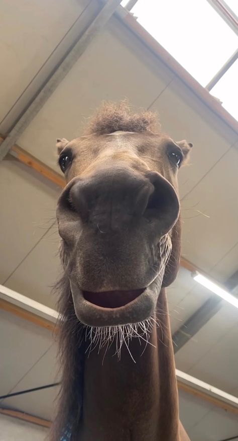 horse Funny Horse Face, Horse Showing Teeth, Horses Being Silly, Horses With Dog Mouths, Funny Horse Pictures, Horse Meme, Barrel Racer, Funny Horses, Horse Aesthetic