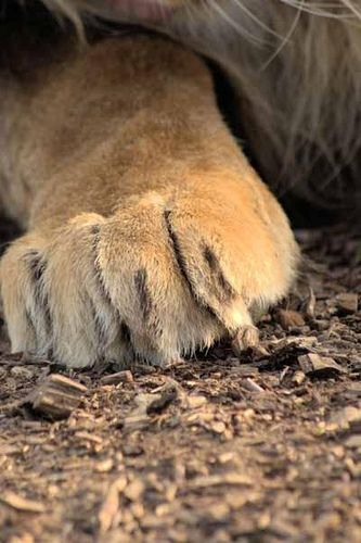 Male Lion Paw by Mrshutterbug.com, via Flickr Paw Drawing, Kitty Paws, Life Notes, Lions Pride, Cat Anatomy, Lion Paw, Male Lion, Lion Pride, Being Honest