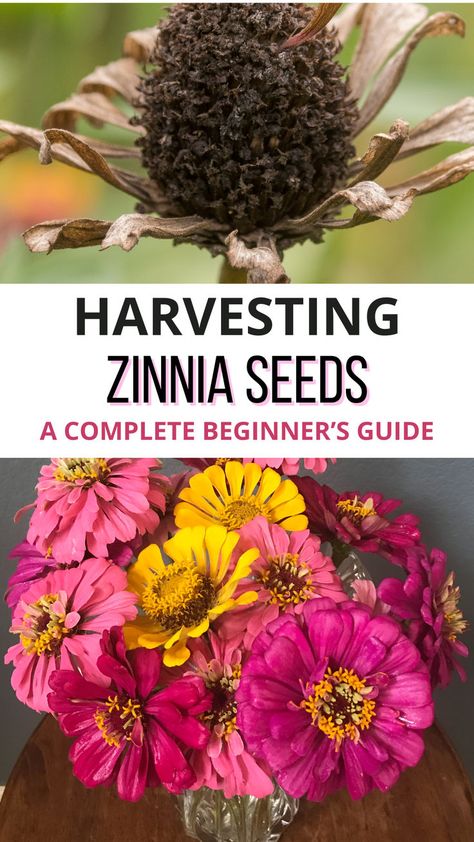 Harvesting Zinnia Seeds: A Complete Beginner's Guide Growing Zinnias From Seed, Garden Ideas Large, Lettuce Grow, Zinnia Seeds, Zinnia Garden, Petunia Plant, Summer Flowers Garden, Front Garden Landscape, Garden Planter Boxes