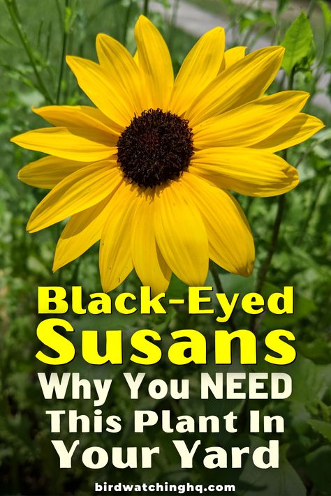 Black Eyed Susan Garden Ideas, Black Flower Garden Ideas, Black Eyed Susans Landscaping, Planting Black Eyed Susans, Black Eye Susans, Black Eyed Susan Landscaping, Blackeyed Susans Flowers, Black Eyed Susan Garden, Black Eye Susan Flowers