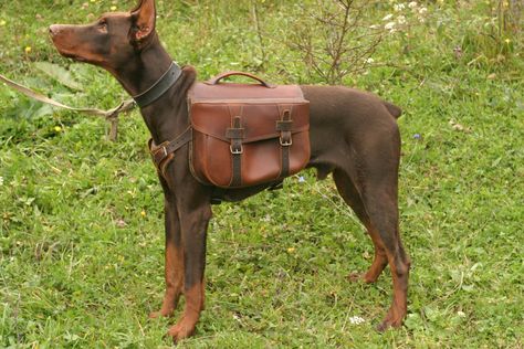 Dog Armor, Service Dogs Gear, Diy Leather Projects, Scary Dogs, Dog Gear, Animal Companions, Service Dogs, Dog Harness, Doberman