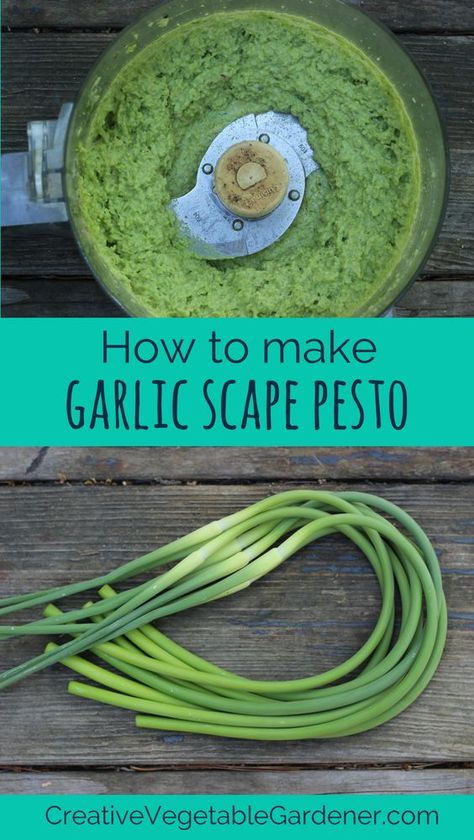 Scape Pesto Recipe, Scape Pesto, Garlic Scape Pesto, Garlic Scapes, Csa Recipes, How To Make Pesto, Garlic Recipes, Pesto Recipe, Garden Recipes