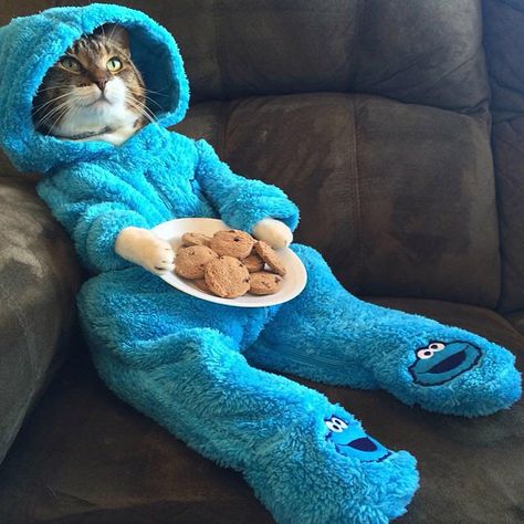 Poor cat dressed up as a cookie monster.  Doesn't look very comfortable...  But looks so cute! #kitty #adorable Söpö Kissa, Cele Mai Drăguțe Animale, Koci Humor, Haiwan Lucu, Söt Katt, Image Chat, Haiwan Peliharaan, Cat Sitting, Cute Kittens