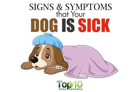 Ok Mites On Dogs, Dog Coughing, Dog Training School, Top 10 Home Remedies, Dog School, Dog Training Classes, Sick Dog, Dog Top, Dog Info