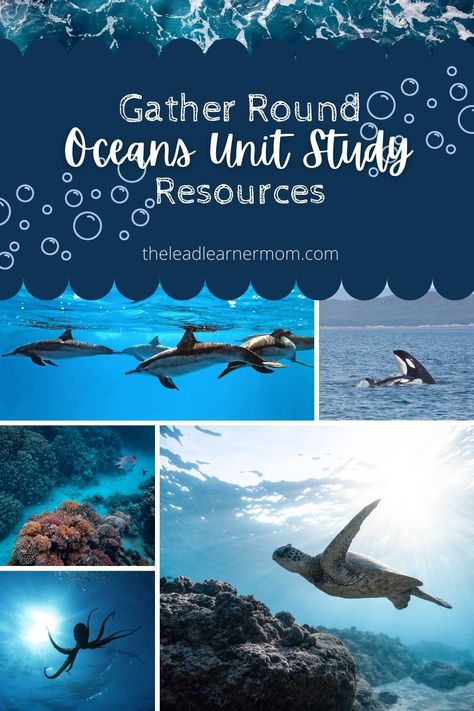 Gather Round Homeschool, Ocean Lesson Plans, Homeschool Units, Ocean Books, Ocean Projects, Unit Studies Homeschool, Shark Tale, Ocean Unit, Time Planning