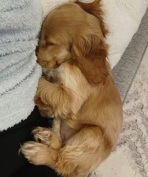 Golden Cocker Spaniel Puppies, Golden Cocker Spaniel, Regnul Animal, American Cocker Spaniel, Cocker Spaniel Puppies, Cute Animals Puppies, Very Cute Dogs, Cocker Spaniel Dog, Really Cute Dogs