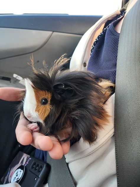 Long Haired Guinea Pigs, Abyssinian Guinea Pigs, Guinea Pigs Funny, Baby Guinea Pigs, Pet Guinea Pigs, Guinea Pig Care, Cute Small Animals, Cute Guinea Pigs, Cute Animals Puppies