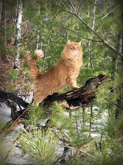 Fourtrees Warrior Cats, Siberian Forest Cat, Gatos Cool, Cat Anatomy, Cat Drawings, Cat Reference, Siberian Cat, Gorgeous Cats, Forest Cat