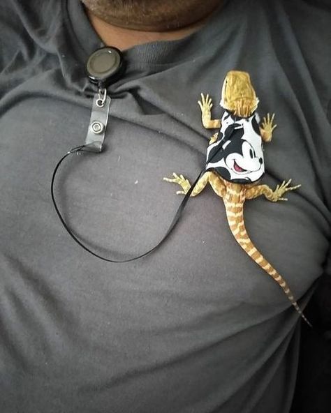 Bearded Dragon Leash, Diy Bearded Dragon Enclosure, Bearded Dragon Harness, Bearded Dragon Terrarium Ideas, Bearded Dragon Tattoo, Bearded Dragon Diy, Bearded Dragon Enclosure, Bearded Dragon Terrarium, Bearded Dragon Habitat