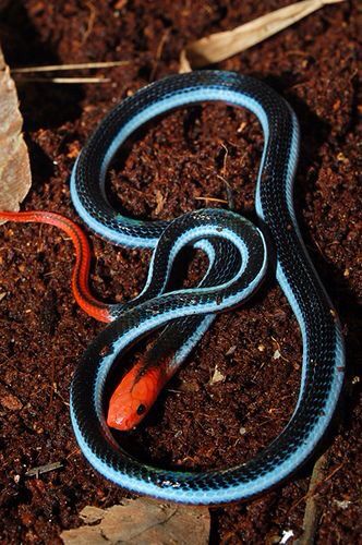 N Water Snake, Cool Snakes, Pretty Snakes, Colorful Snakes, Coral Snake, Snake Charmer, Cute Reptiles, Cute Snake, Pet Snake