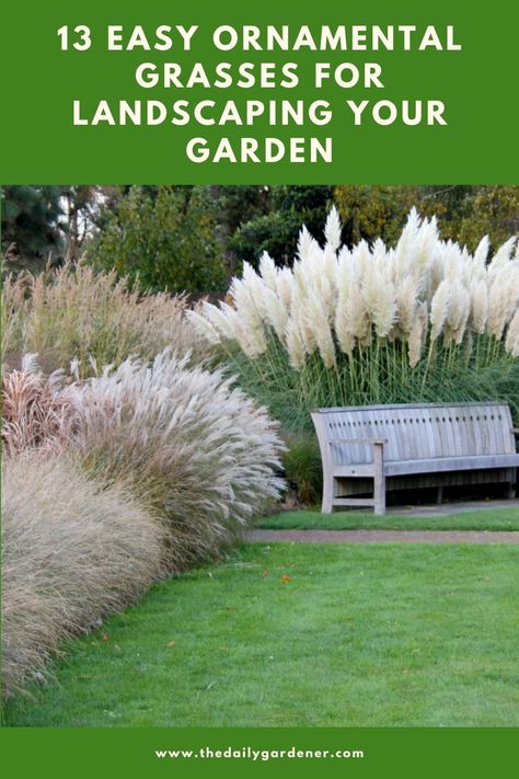 13 Easy Ornamental Grasses for Landscaping Your Garden Switch Grass Landscaping Ideas, Japanese Grass Landscape, Grassy Landscape Front Yard, Ornamental Grass Landscape Front Yard, Landscaping Grasses Perennials, Pampas Landscaping, Blue Oat Grass Plants, Ornamental Grass For Privacy, Fountain Grass Perennial