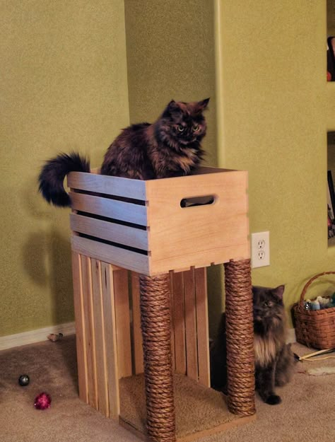 Cat Scratcher Diy, Diy Cat Scratcher, Diy Cat Tower, Katt Diy, Diy Cat Bed, Kat Diy, Chat Diy, Diy Cat Tree, Cat House Diy