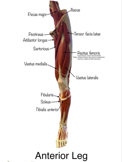 Leg muscle model Muscular System Project, Anatomy Studying, Leg Muscles Anatomy, Limb Anatomy, Lower Limb Muscles, Anatomy Muscles, Lower Leg Muscles, Leg Anatomy, Muscle System