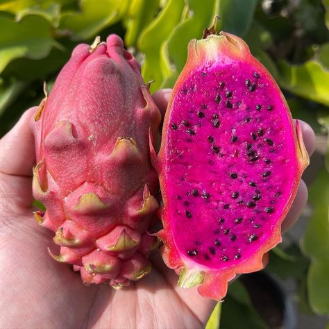 Dragon Fruit Dragon, Dragon Fruit Varieties, Fruit Dragon, Dragon Fruit Plant, Flesh Color, Exotic Fruit, Dragon Fruit, Color Purple, Instagram Profile