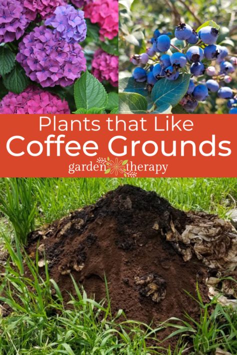 Plants That Love Coffee Grounds, What Plants Like Coffee Grounds, Coffee Grounds In The Garden, Use For Coffee Grounds, Used Coffee Grounds Uses Garden, Which Plants Like Coffee Grounds, Using Coffee Grounds In Garden, Coffee Grounds Garden, Coffee Grounds For Plants