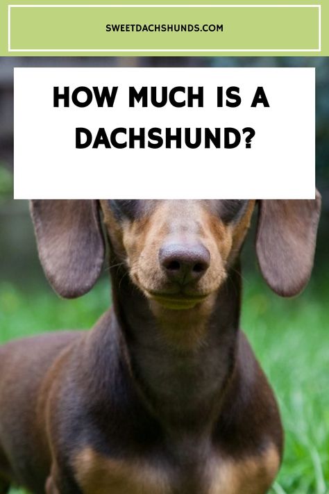 Chocolate Dapple Mini Dachshund, Silver Dapple Dachshund, Dachshund Adoption, Weenie Dogs Funny, Wirehaired Dachshund Puppy, Weiner Dog Puppies, Hotdog Dog, Dachshund Facts, Longhaired Dachshund