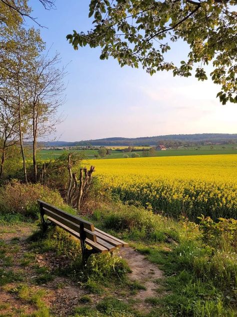 Breath Of Fresh Air Aesthetic, Fresh Air Aesthetic, Air Aesthetic, Green Landscapes, Country Aesthetic, Golden Tree, Green Landscape, 2025 Vision, Breath Of Fresh Air