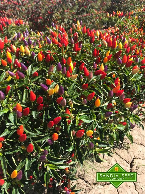 Purple Peppers: Ornamental Peppers Ornamental Peppers, Purple Bell Pepper, Garden Peppers, Purple Pepper, Purple Vegetables, Purple Tomato, Tools Tattoo, Chilli Plant, Tattoo Garden