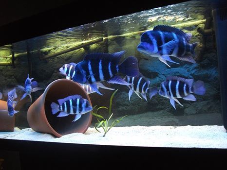 Cyphotilapia Frontosa Frontosa Tank, Frontosa Cichlids, Cichlid Tank, African Cichlid Aquarium, Cichlid Aquarium, Fish Aquarium Decorations, Cichlid Fish, Lake Tanganyika, Amazing Aquariums