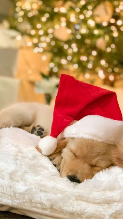 Christmas Wallpaper Puppy, Christmas Pets Aesthetic, Golden Retriever Christmas Photoshoot, Christmas Puppies Pictures, Christmas Aesthetic Puppy, Pfp Christmas, Christmas Pet Photos, Christmawallpaper Dog Lights, Puppy Announcement