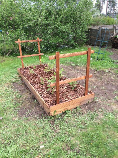 Love the proportions on this visually. I was thinking maybe a little bit taller raised bed, and fill to the brim with berries. Raspberries and maybe serviceberries or whatever climbing the trellis, and spreading strawberries and flowers and stuff under. A pop of color that I’ll always be able to see How To Grow Raspberries, Grow Raspberries, Raspberry Trellis, Growing Raspberries, Raspberry Plants, Berry Garden, Vegetable Garden Design, Fruit Garden, Back Gardens