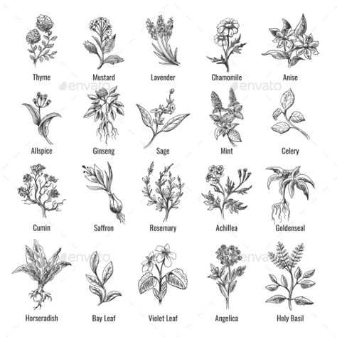 Vintage Botanical Herbs Sketch by vectortatu | GraphicRiver Spice Plants, Vegetable Tattoo, Plants Drawings, Herb Tattoo, Plant Sketches, Herbs Plants, Wild Herbs, Vegetable Design, Magic Herbs