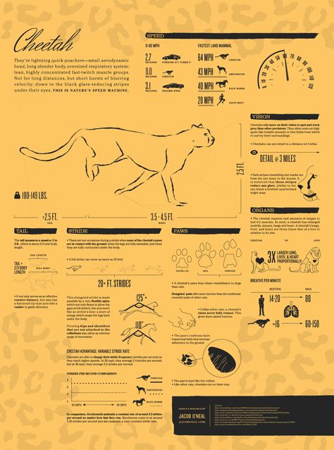 The Cheetah Animated Infographic Infographic Examples, Animated Infographic, Information Visualization, Info Graphics, Information Graphics, Animal Facts, Cheetahs, Information Design, Cheat Sheet