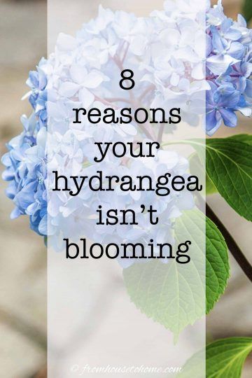 Having trouble with your hydrangeas not blooming? Find out how to fix the problems so that you can grow these beautiful flowers in your garden. #fromhousetohome #hydrangeas #gardeningtips #gardenideas #partshadeperennials #shadelovingshrubs Hydrangea Plant Care, Part Shade Perennials, Shade Loving Shrubs, Hydrangea Petiolaris, Repotting Orchids, Hydrangea Landscaping, Plants Under Trees, Big Leaf Hydrangea, Smooth Hydrangea