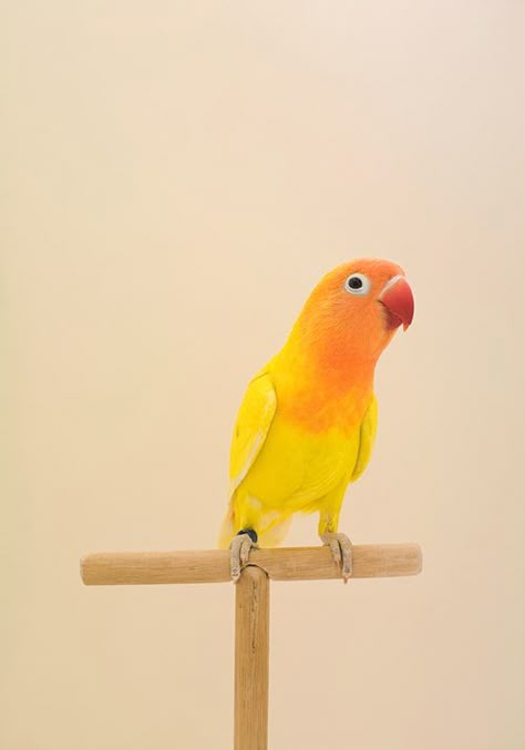 Fabulous animal portrait. I want to do a painting of this bird. Those COLORS.... Birds Beautiful, Birds Parrots, Orange Bird, Bird Artwork, Love Bird, Parakeets, Exotic Birds, Tropical Birds, Pretty Birds