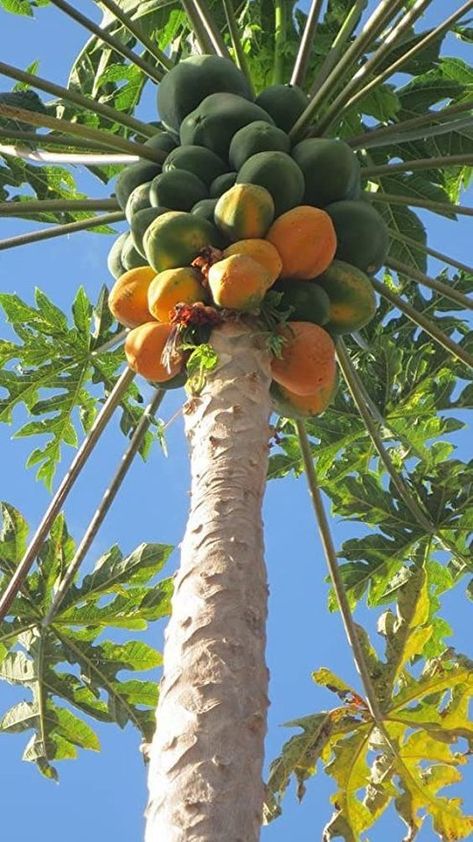 Grow Papaya, Papaya Growing, Papaya Flower, Papaya Plant, Papaya Tree, Vegetable Pictures, Papaya Seeds, Papaya Fruit, Papaya Fruits