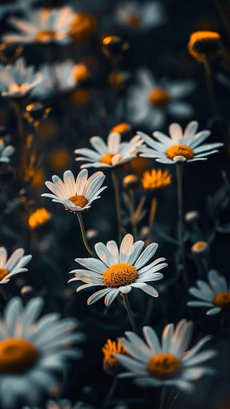 Wallpaper daisies, flowers, petals, blur, summer, sunrise, Flowers 4K by Nady Murr. Download wallpaper daisies, flowers, petals, blur, summer, sunrise for free. 1920x1080 Background, Background Wallpapers Iphone, Background Css, Grass Watercolor, Online Background, Pretty Flowers Photography, Pc Background, Moonlight Photography, Summer Sunrise