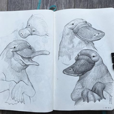 Dave Mottram on Instagram: “More Beaked Beavers . . . . #platypus #sketchbook #pencildrawing” Kangaroo Art, Platypus, Animal Sketches, Learn To Draw, Medium Art, Blackwork, Drawing Sketches, Pencil Drawings, Mammals