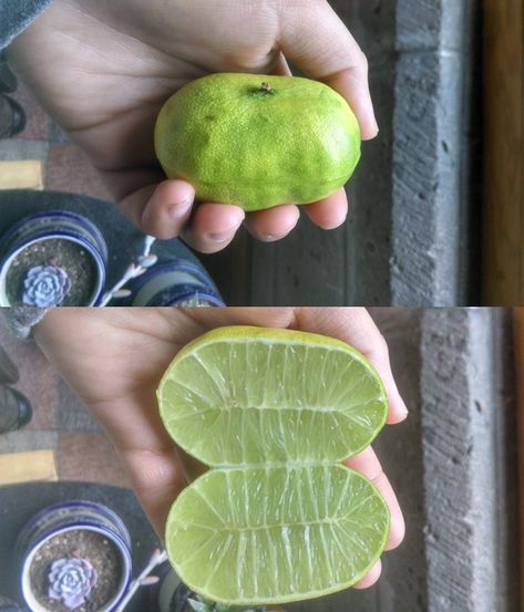 #lemon #fruit #garden #somethingstrange #farmer #gardener #interesting Inappropriate Memes, Gardening Humor, Fun Pics, Interesting Information, Dirty Mind, At Last, Funny Cute, All About Time, Cool Pictures