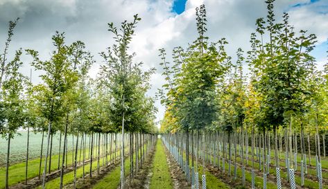 Orchard Tree, Tree Growth, Tree Seedlings, Farming Business, Farm Business, Farm Nursery, Tree Nursery, Farm Stand, Growing Fruit