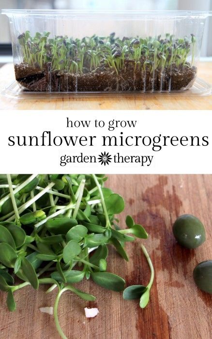 How to Grow Sunflower Sprouts (microgreens) at home. Sunflower micro greens are deliciously nutty with the flavour of raw sunflower seeds but with the texture of spinach. They are easy to grow in just about any container you can find around the house like clear plastic salad mix boxes. This post is a detailed set of instructions on how to grow deliciously, tasty sunflower microgreens that are healthy and ... Sunflower Microgreens, Sunflower Sprouts, Microgreens Garden, Black Oil Sunflower, Growing Sprouts, Black Oil Sunflower Seeds, Growing Sunflowers, Micro Greens, Growing Microgreens