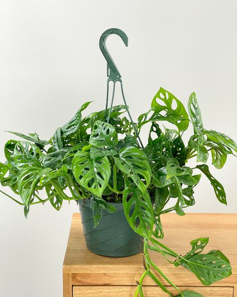 Monstera Varieties | PlantVine Plant Conservatory, Swiss Cheese Monstera, Monstera Deliciosa Care, Low Maintenance Indoor Plants, Monstera Adansonii, Philodendron Plant, Swiss Cheese Plant, Hanging Vines, Cheese Plant