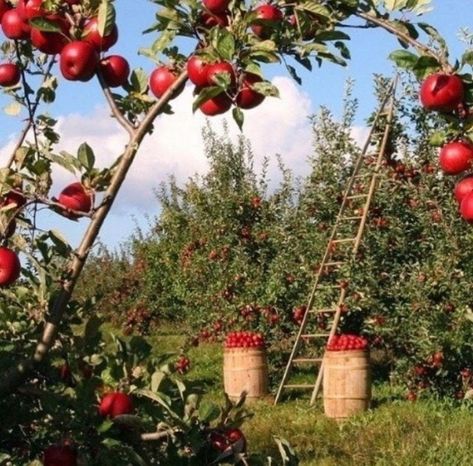 Cottage Core Aesthetic, Apple Orchard, Cottagecore Aesthetic, + Core + Aesthetic, Back To Nature, Pretty Places, Farm Life, Cottage Core, Happy Places